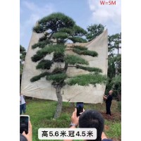 四季常绿造型松 黑松 油松 绿化景松 形态各异观赏价值高 义国园林