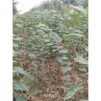 黄栌小苗 杯苗黄栌地径0.5-1.5公分 跃聪园林绿化