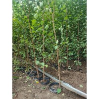 山杏小苗 杯苗山杏地径1-2.5公分 荒山绿化 园林绿化小苗 跃聪园林