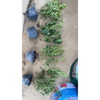 毛鹃小苗 毛鹃大杯苗 市政工程绿化耐寒夏鹃小苗销售 史松林