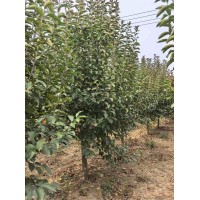 2-8公分绚丽海棠 北美海棠 庭院观赏海棠树 冠幅饱满