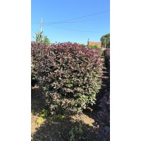 红叶李球 庭院行道绿化树苗 紫叶李球 色彩艳丽 观赏性好