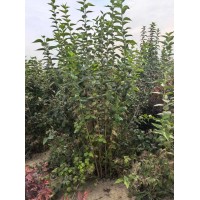 东北连翘杯苗 丛生连翘苗 攀爬植物 灌丛绿篱地被用 丛生连翘 连翘小苗