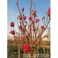 大规格娇红一号玉兰量大有售 高低分支都有 旭森生态林业