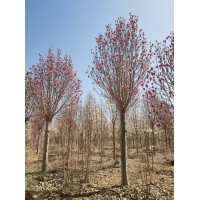 玉兰 紫玉兰5-25公分花期长可观花观叶苗盆栽地栽 旭森生态