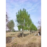 大叶垂丝海棠15-20公分 白蜡18-22公分 菏泽苗木基地