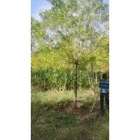 12-15公分金枝槐原地3年大冠，清地处理。200棵左右