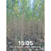 出售当年毛白杨小苗6万棵 聊城毛白杨基地 毛白杨小苗销售