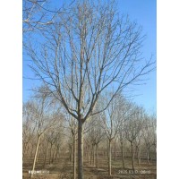 出售杜仲12-16公分的大量现货 沧州苗木 杜仲绿化苗