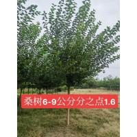 出售桑树6-9公分分支点1.6米 桑树苗大量供应 沧州苗木