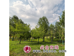 樱花 惠民县书鑫园林 樱花苗工程苗木行道树早樱晚樱量大图1