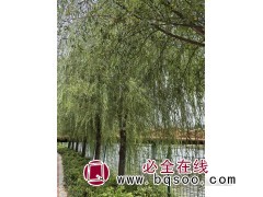 柳树 景观行道树绿化用 馒头柳树苗 嫁接苗 树冠饱满 枝条匀称图1