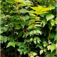 榉树 现挖出售榉树规格齐全形态优美 园林绿化乔木