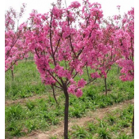 王族海棠 辽源市长波种植专业合作社 海棠树苗