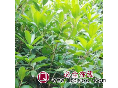 桂花 江苏东源苗木 精品桂花树 八月桂 金桂 丹桂价格图1