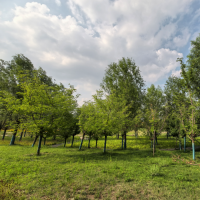 樱花 小区绿化 公园绿化 树形优美 分支点均匀 鄢陵苗木