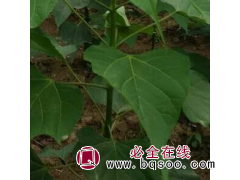 金丝楸 2公分和18公分速生楸树 楸树苗销售 电仪图1
