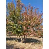 元宝枫 丛生元宝枫 大规格五角枫 河北跃聪园林绿化工程