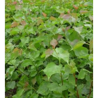 暴马丁香 泰来县平洋镇苗圃 紫丁香 红丁香 丁香小苗 价格电仪