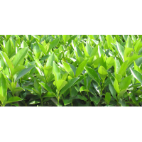 冬青 浩林苗木有限公司 冬青绿化苗 冬青球 冬青绿篱苗