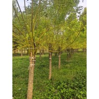 供应金枝槐 8-14公分金枝槐价格 滨州祥闰苗木 金枝槐基地