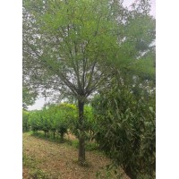 国槐 8-25公分国槐360余亩 惠民县惠津苗木专业合作社