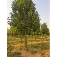 白蜡 8-20公分白蜡400余亩 惠民县惠津苗木专业合作社