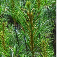 红松 双鸭山针叶树苗圃 红松苗 绿化造林苗 抗寒耐旱 生长速度快 多年生