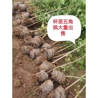 杯苗五角枫大量出售 五角枫小苗大量供应 跃聪园林绿化