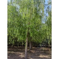 供应速生垂柳大规格馒头柳移栽发帽柳树旱柳20公分量大 跃聪