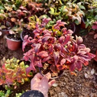 红宝石南天竹盆栽地栽苗 庭院小区园林绿化规格齐全 宏胜花卉