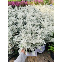 银叶菊批发 绿化工程用小苗 节日租摆 盆栽观赏花卉 宏胜花卉