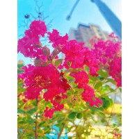 菏泽红花紫薇 紫薇树 丛生紫薇 直销红花紫薇苗 菏泽紫薇小苗基地