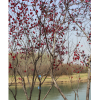 3-4公分红叶碧桃 菏泽5-6公分红叶碧桃 7-8公分紫叶桃