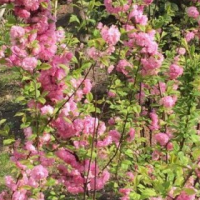 菏泽出售榆叶梅苗 2-3公分榆叶梅批发 榆叶梅 6公分榆叶梅