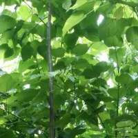 供应楸树，梓树大小规格齐全！价位好商量