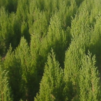 有塔桧扦插苗 苗床小苗15公分 塔桧杯苗25-50公分供应