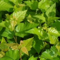 白桦树，白桦树价格，白桦基地，吉林白桦基地 丰源苗木