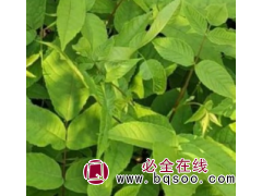 青扦核桃楸价格，核桃楸价格，核桃楸基地 丰源苗木图1