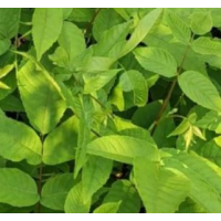 青扦核桃楸价格，核桃楸价格，核桃楸基地 丰源苗木