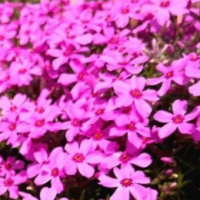 宿根福禄考_优质宿根福禄考_宿根福禄考价格 台安红雪花卉