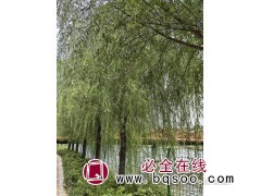【速生柳/垂柳】速生柳价格 速生柳批发市场 速生柳种植基地图1