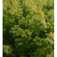千亩苗圃出售金叶榆，复叶槭