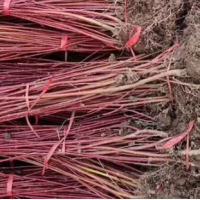 红瑞木-红瑞木价格_红瑞木信息_红瑞木介绍_红瑞木求购