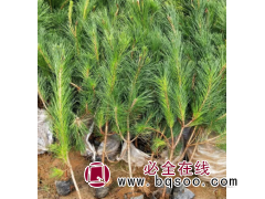 黑松苗_黑松小苗_黑松苗木_黑松苗价格-山东黑松苗木基地图1