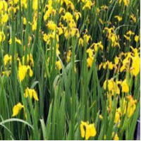 黄菖蒲 山东黄菖蒲 山东黄菖蒲报价 山东黄菖蒲基地