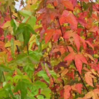 丛生三角枫_茶条槭乔木 5-7分支 树形好