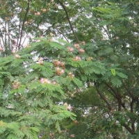 合欢小苗 合欢小苗直径尺寸全 价格量大从优