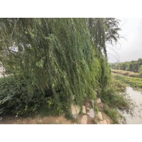 垂柳新报价垂柳新行情  垂柳， 基地供应15-25公分垂柳