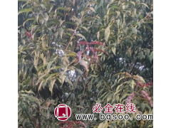 红叶碧桃 园区绿化树 规格齐全 苗圃直供 树形美观 大量电议图1